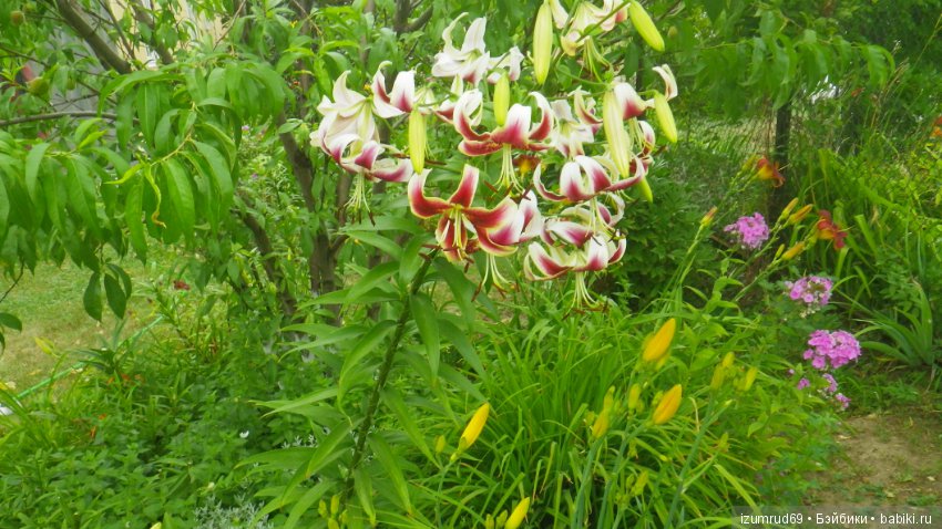 Лилии в моем саду. Продолжаю цветочную тему