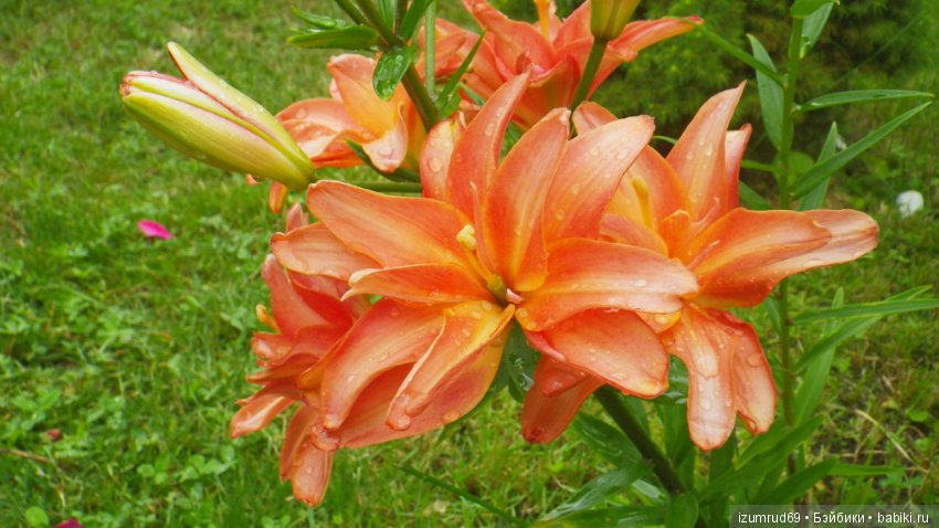 Лилии в моем саду. Продолжаю цветочную тему (фото 8)