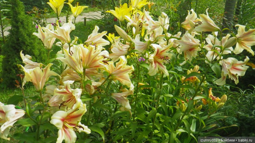 Лилии в моем саду. Продолжаю цветочную тему