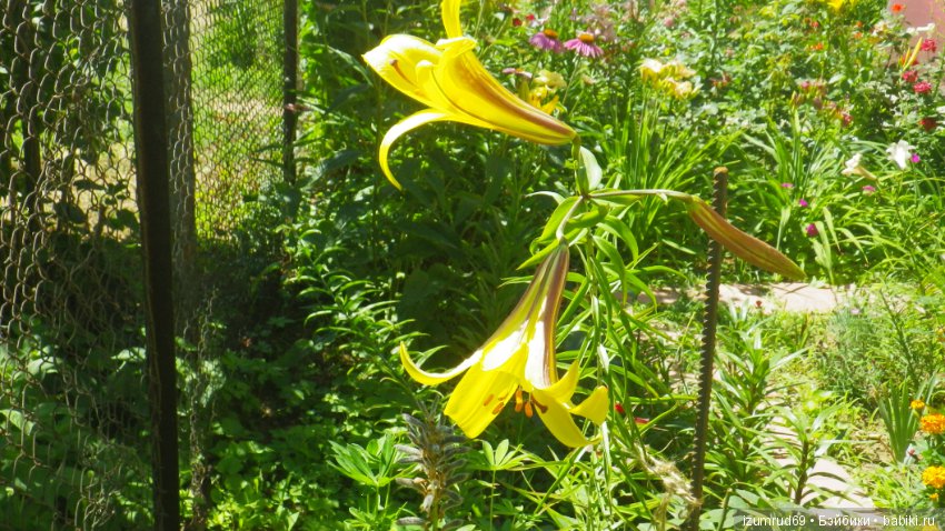 Лилии в моем саду. Продолжаю цветочную тему