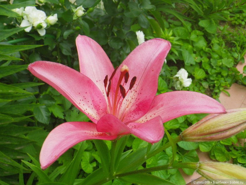 Лилии в моем саду. Продолжаю цветочную тему