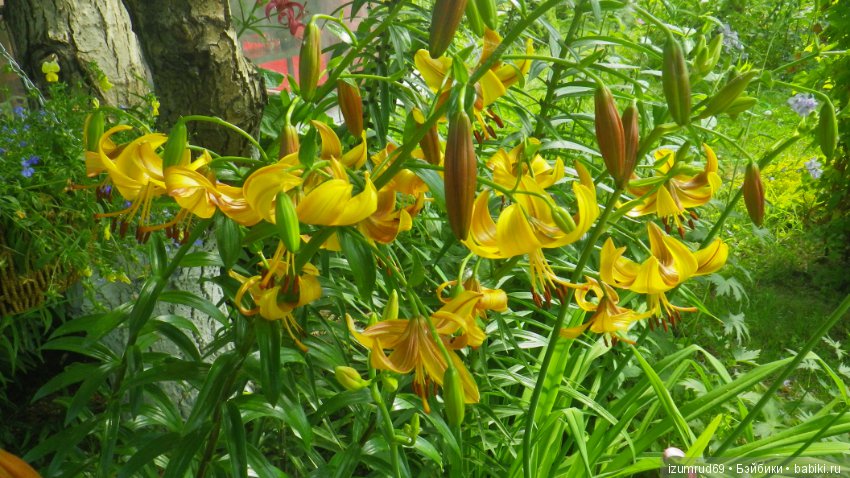 Лилии в моем саду. Продолжаю цветочную тему