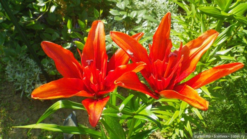 Лилии в моем саду. Продолжаю цветочную тему (фото 5)