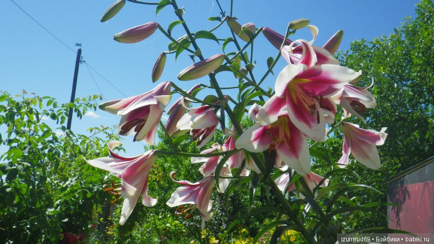 Лилии в моем саду. Продолжаю цветочную тему