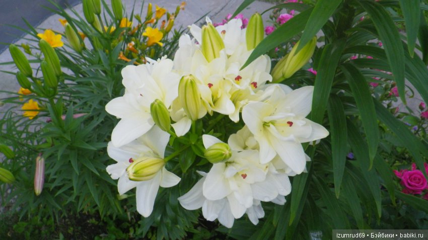Лилии в моем саду. Продолжаю цветочную тему (фото 2)