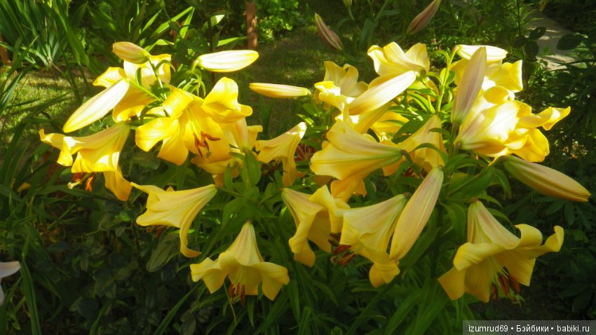 Лилии в моем саду. Продолжаю цветочную тему