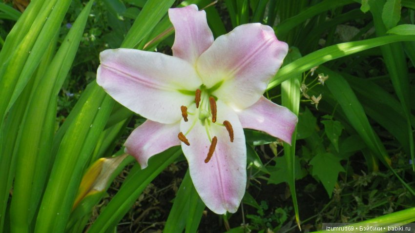 Лилии в моем саду. Продолжаю цветочную тему