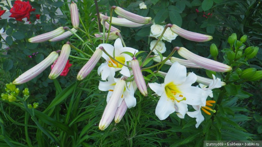 Лилии в моем саду. Продолжаю цветочную тему (фото 7)