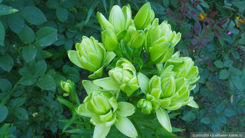 Лилии в моем саду. Продолжаю цветочную тему