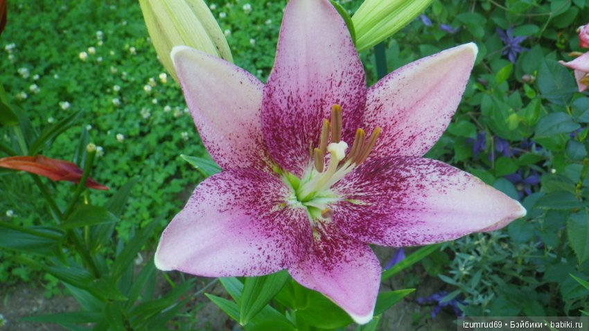 Лилии в моем саду. Продолжаю цветочную тему (фото 3)