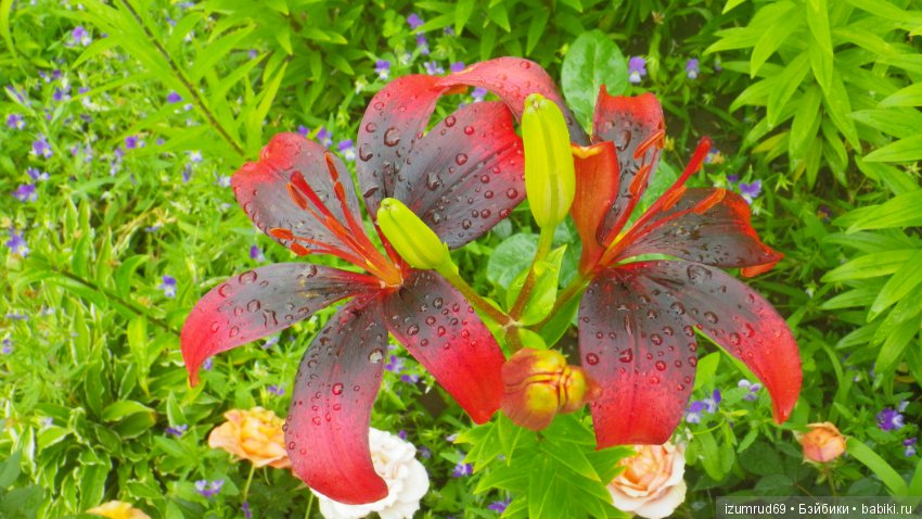 Лилии в моем саду. Продолжаю цветочную тему (фото 9)