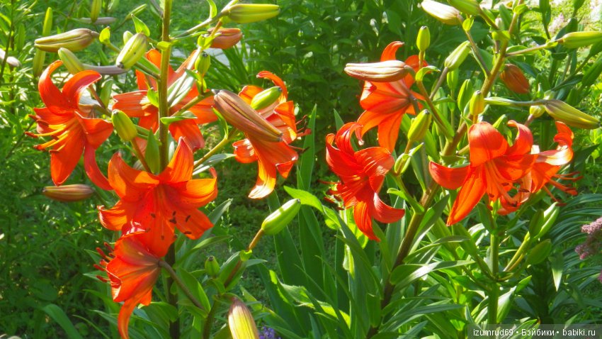 Лилии в моем саду. Продолжаю цветочную тему (фото 6)