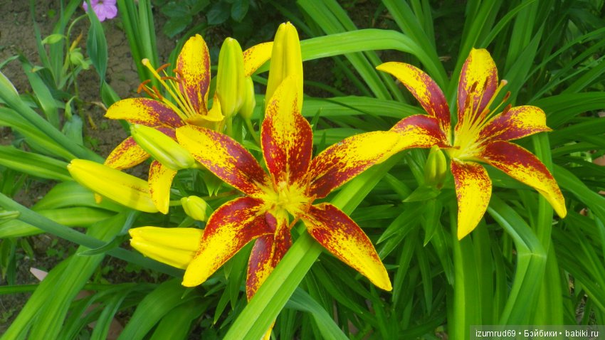 Лилии в моем саду. Продолжаю цветочную тему (фото 4)
