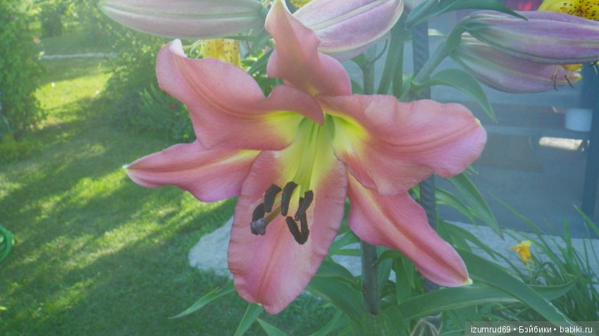 Лилии в моем саду. Продолжаю цветочную тему