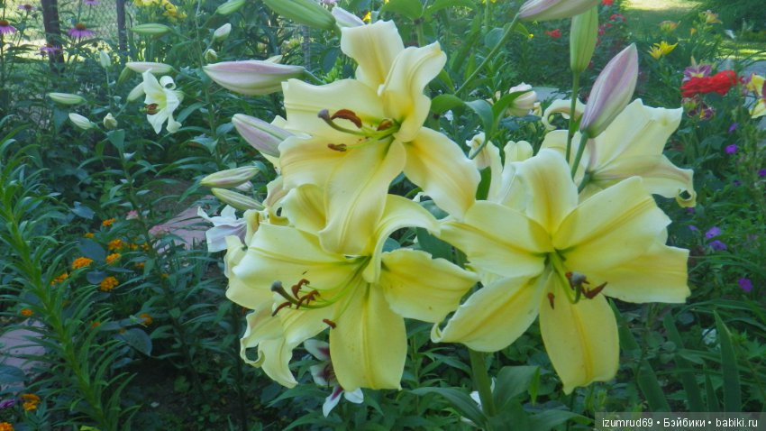 Лилии в моем саду. Продолжаю цветочную тему