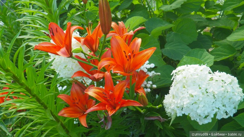 Лилии в моем саду. Продолжаю цветочную тему