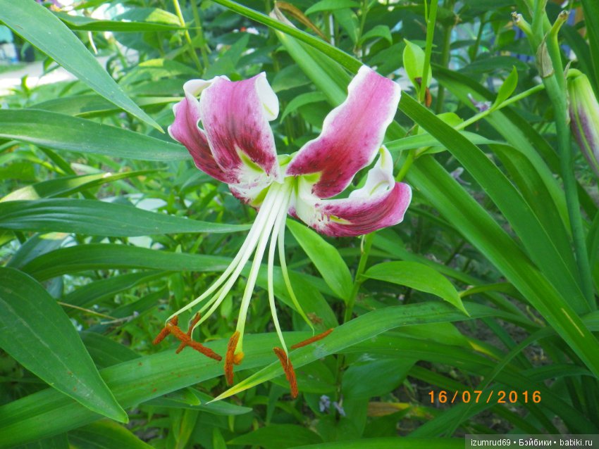 Лилии в моем саду. Продолжаю цветочную тему