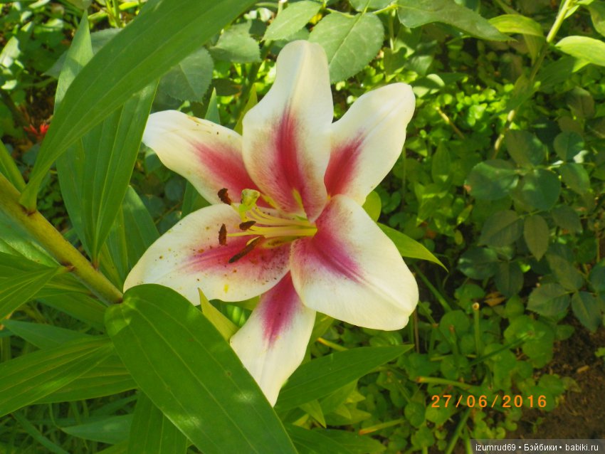 Лилии в моем саду. Продолжаю цветочную тему