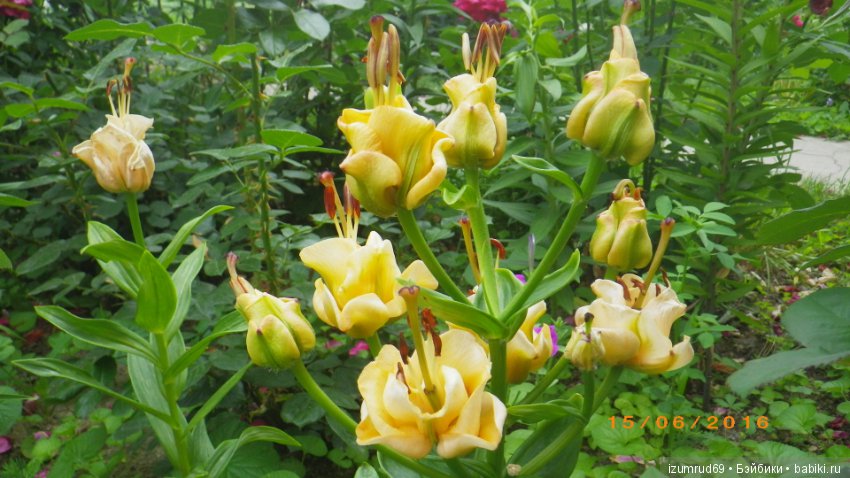 Лилии в моем саду. Продолжаю цветочную тему