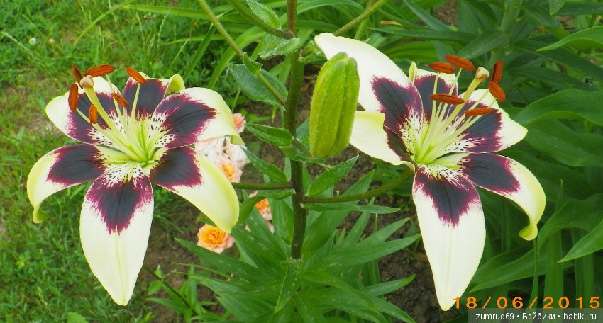 Лилии в моем саду. Продолжаю цветочную тему