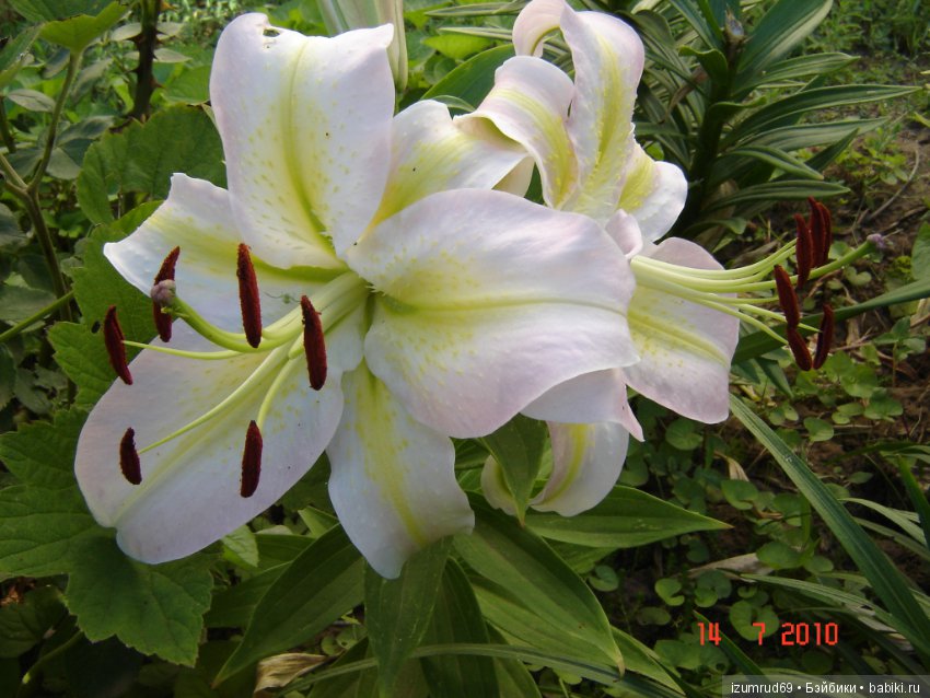 Лилии в моем саду. Продолжаю цветочную тему
