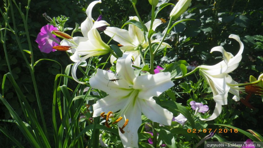 Лилии в моем саду. Продолжаю цветочную тему