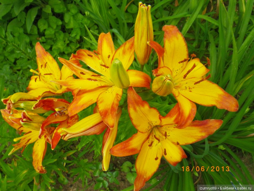 Лилии в моем саду. Продолжаю цветочную тему
