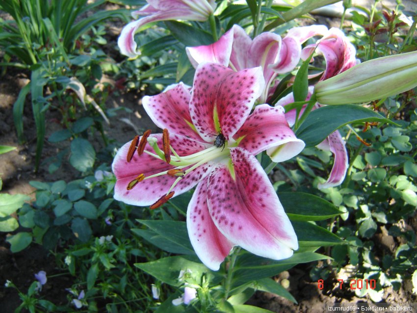 Лилии в моем саду. Продолжаю цветочную тему