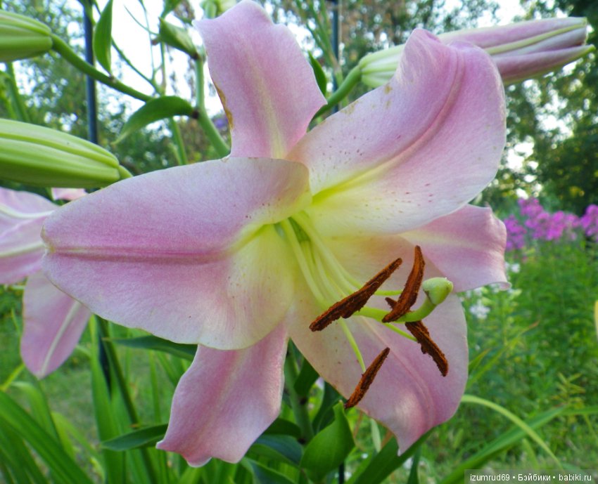 Лилии в моем саду. Продолжаю цветочную тему