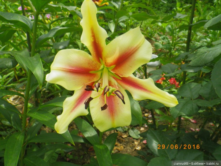Лилии в моем саду. Продолжаю цветочную тему