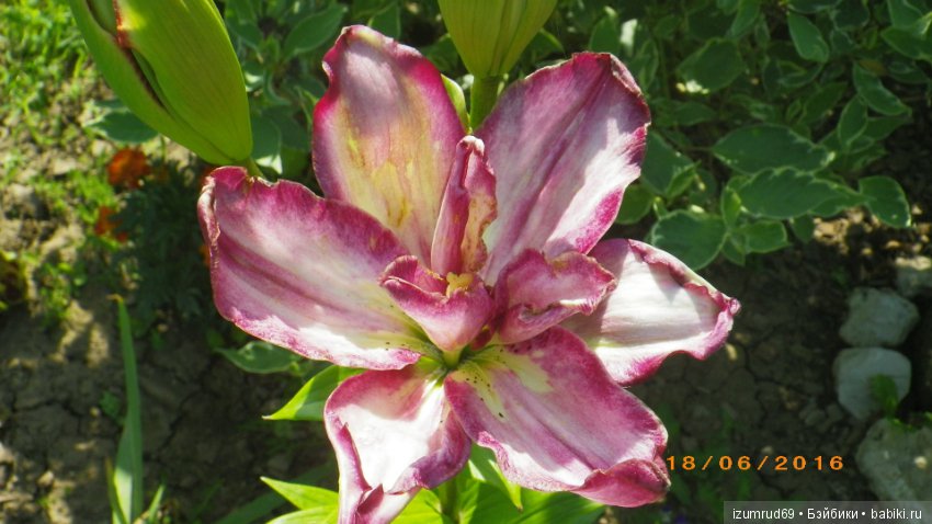 Лилии в моем саду. Продолжаю цветочную тему