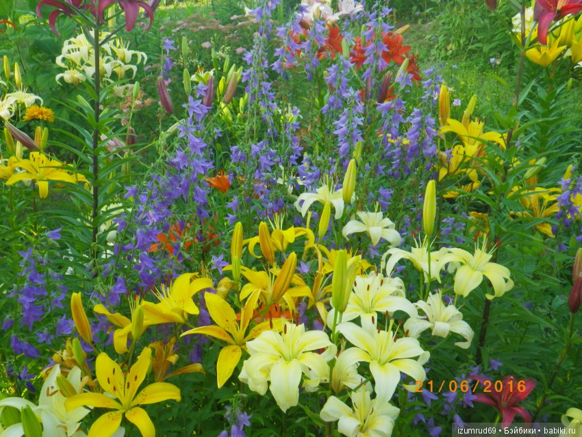 Лилии в моем саду. Продолжаю цветочную тему