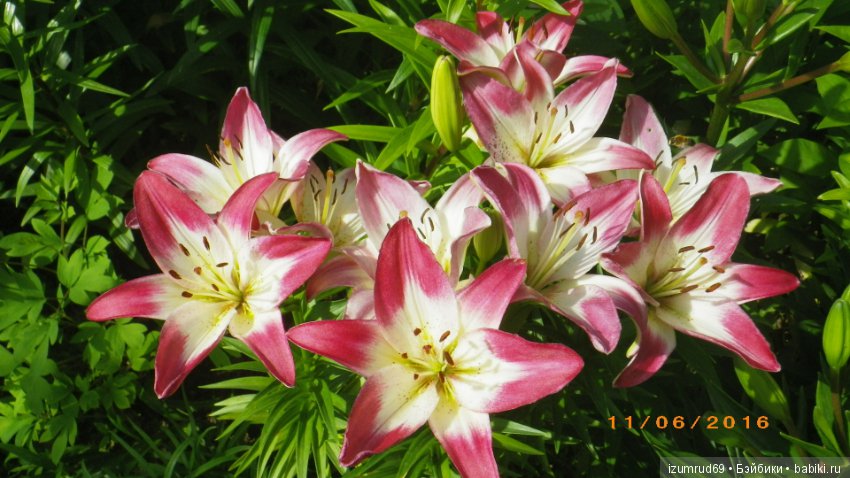 Лилии в моем саду. Продолжаю цветочную тему