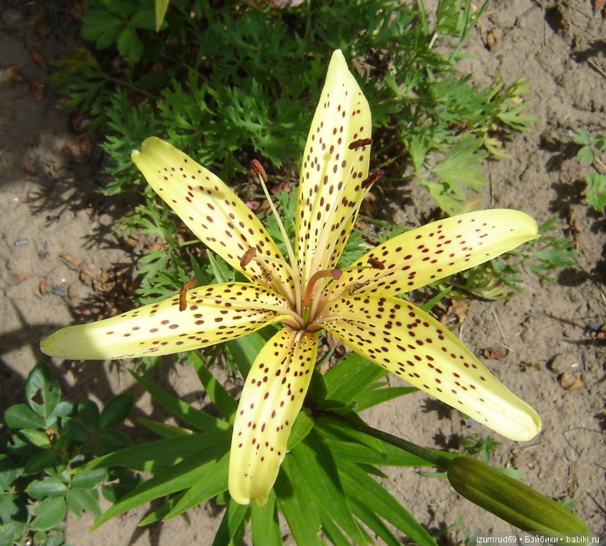 Лилии в моем саду. Продолжаю цветочную тему