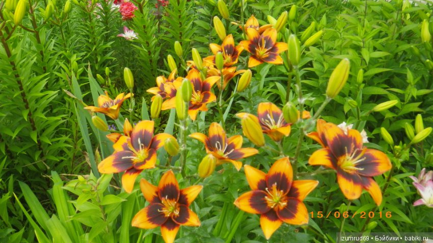 Лилии в моем саду. Продолжаю цветочную тему