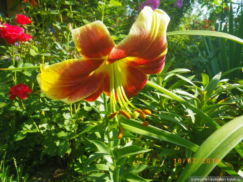 Лилии в моем саду. Продолжаю цветочную тему