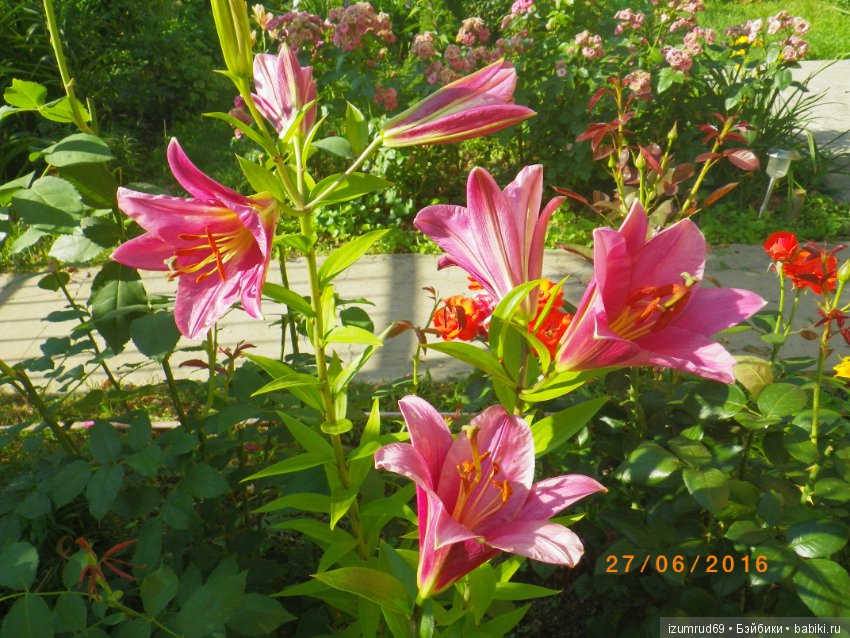 Лилии в моем саду. Продолжаю цветочную тему