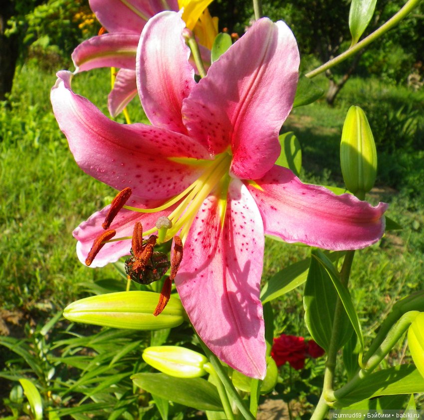 Лилии в моем саду. Продолжаю цветочную тему