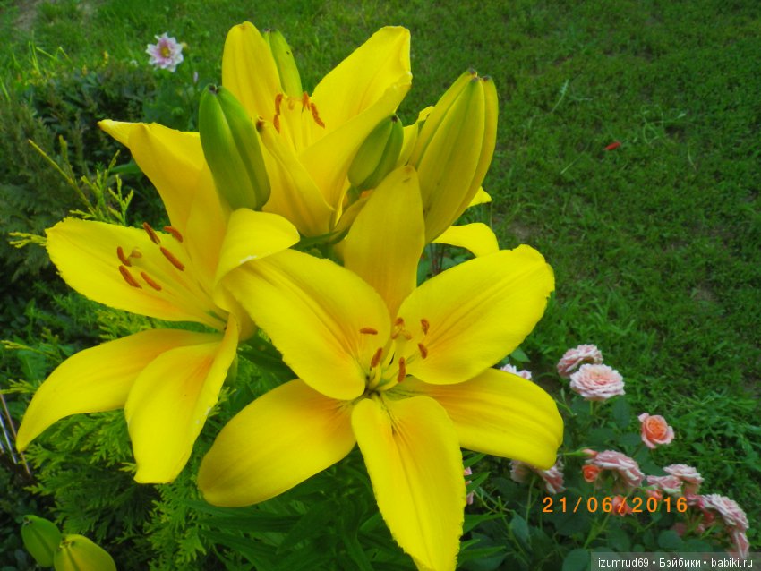 Лилии в моем саду. Продолжаю цветочную тему