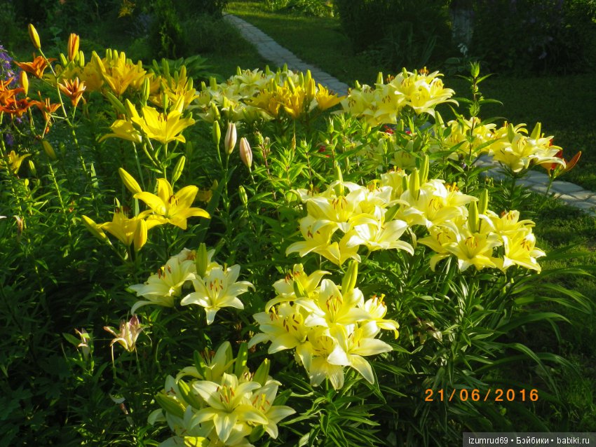 Лилии в моем саду. Продолжаю цветочную тему
