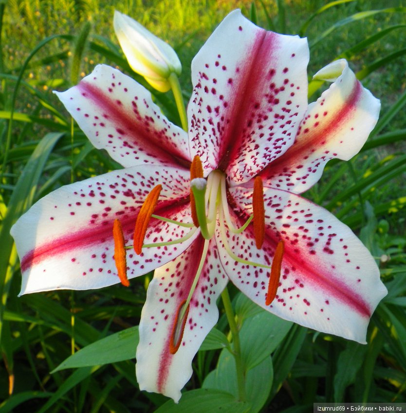 Лилии в моем саду. Продолжаю цветочную тему