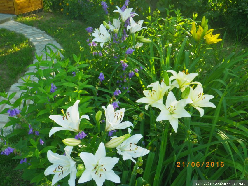 Лилии в моем саду. Продолжаю цветочную тему