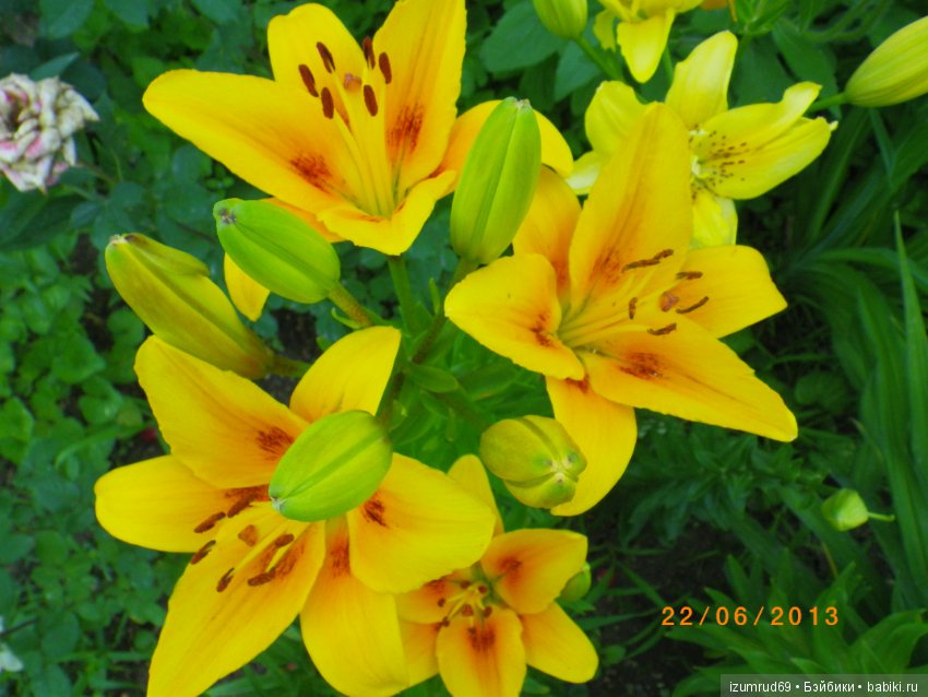 Лилии в моем саду. Продолжаю цветочную тему