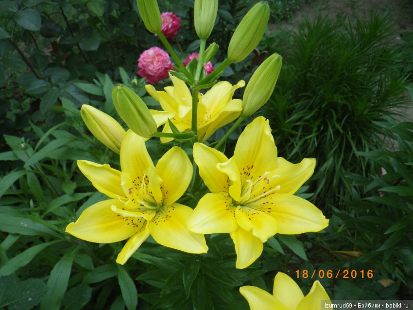 Лилии в моем саду. Продолжаю цветочную тему