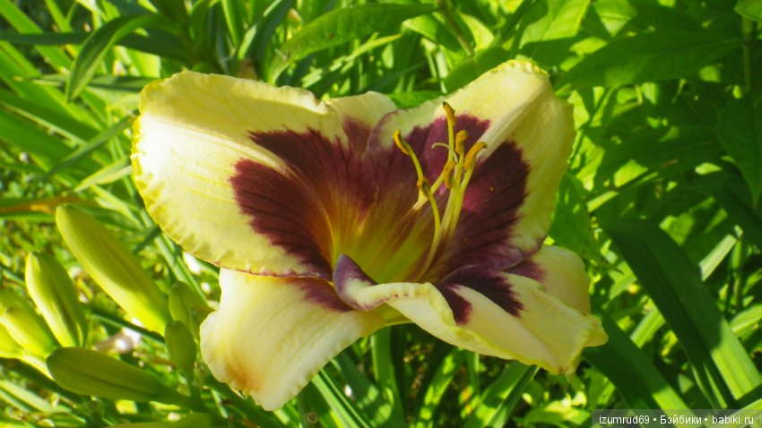 Лилейники в моем саду. Весна все ближе