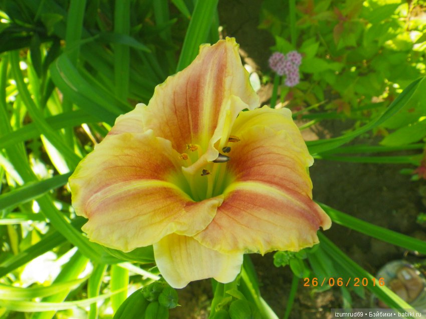 Лилейники в моем саду. Весна все ближе