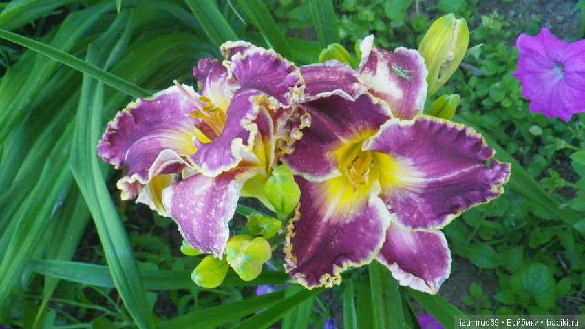 Лилейники в моем саду. Весна все ближе