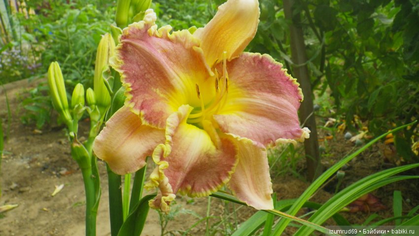 Лилейники в моем саду. Весна все ближе