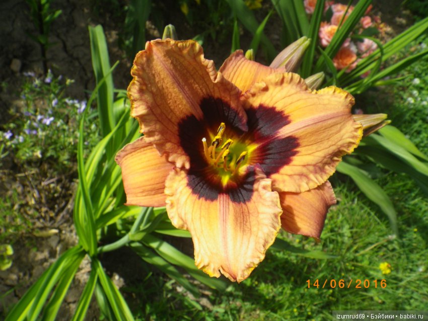 Лилейники в моем саду. Весна все ближе