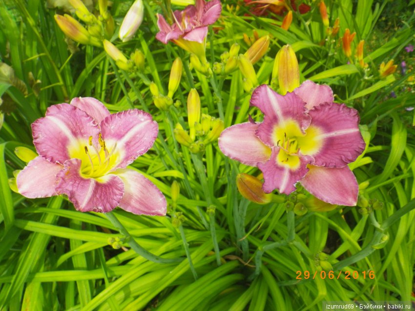 Лилейники в моем саду. Весна все ближе